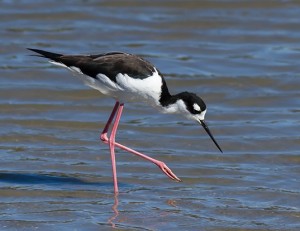 hawaiian stilt